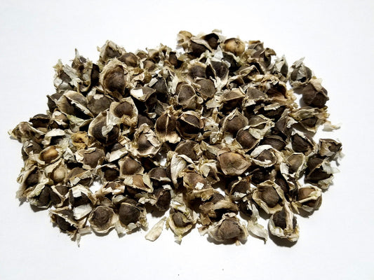 Moringa Seeds